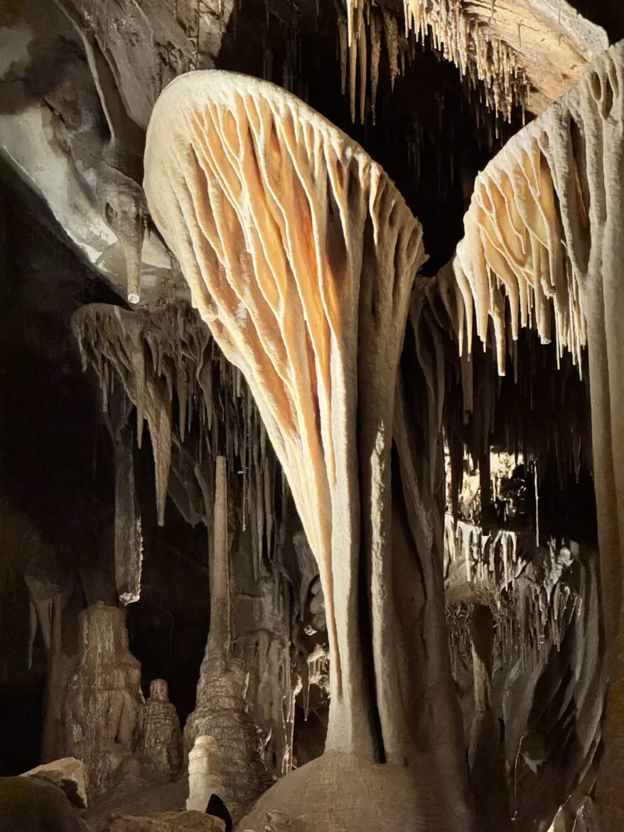 The famous Parachute Shield formation inside Lehman Caves — a large amber cave shield with ribbed draperies hanging beneath it