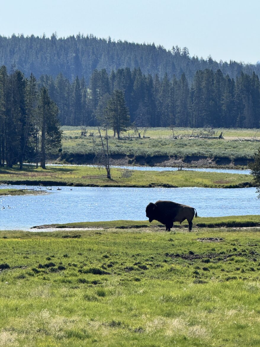 A lone bison standing beside the Yellowstone River in Yellowstone National Park