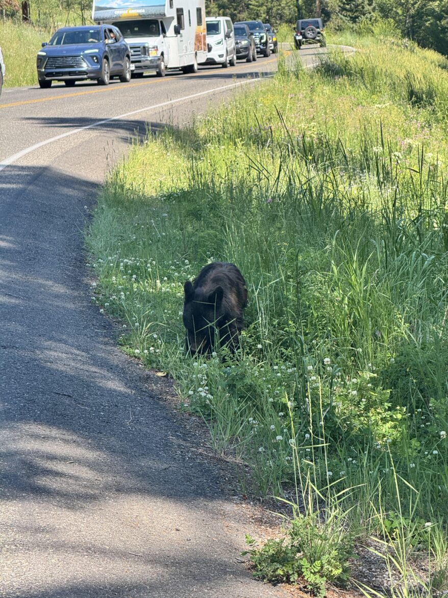 A young bear foraging in the grass along the roadside in Yellowstone National Park