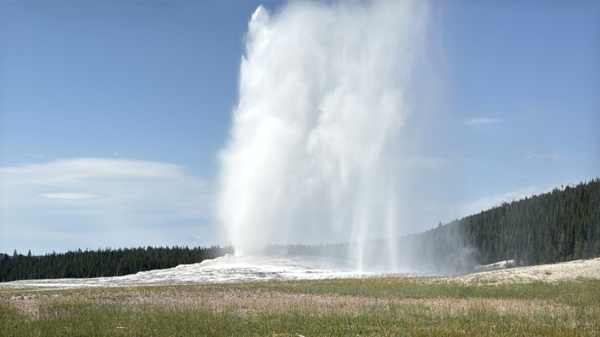 Old Faithful geyser in full eruption, blasting a towering column of steam and water skyward